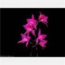 王荔蕻 1675249