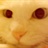 猫子 993253