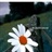 Roxanne 1591255