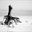 wallace-
