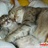 wendy_2008 1529262