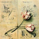 violet 1467265