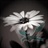 Daisy 1219266
