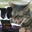 洁净的猫爪