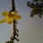 lemon 1379379