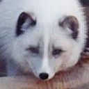 wacojac 1235380