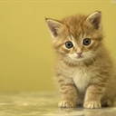 韩小猫 1387380