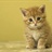 韩小猫 1387380
