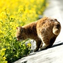 莎莎的猫 1887392