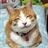 晒太阳的猫 2273434