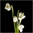 Anna 1155480
