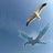 湘南海鸥