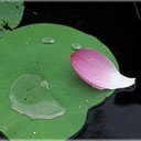 落花留水 1559628