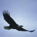 Hawk 833628