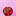 shelly 1677652