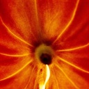 blacklily 2123668