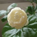 Jasmine 1127689