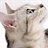扑扑猫 1843703