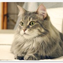 养小猫 2251715