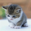 Lpcat 1331730
