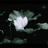 枂 1141744