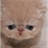 猫小驴