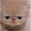猫小驴