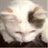 猫虫虫 100178
