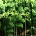 朱小流 1741783