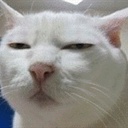 安ん猫 2087789