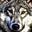 仅此一狼