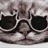 cococat 2233843