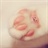 小Rayce