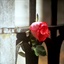 ROSELINE 1907904