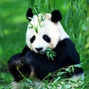panda 1044233