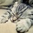 jessy 2016233