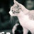 o囧o╃Scat 1052240