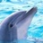 Dolphin 766264