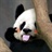 瓶子里的墨斗鱼