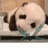 Terry-Bear 1430276