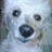 Daisy 1074290