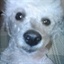 Daisy 1074290
