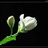 jasmine 142301