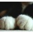 饭饭 1532303