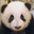 bearking968342