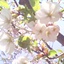 日光兰