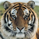 tiger 776377