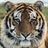 tiger 776377
