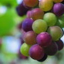 fruit 868409