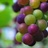 fruit 868409